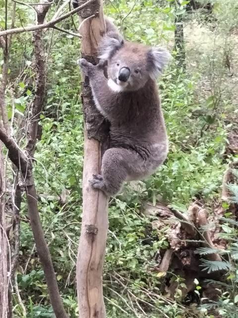 Mallacoota'S Shady Gully Caravan Park ภายนอก รูปภาพ