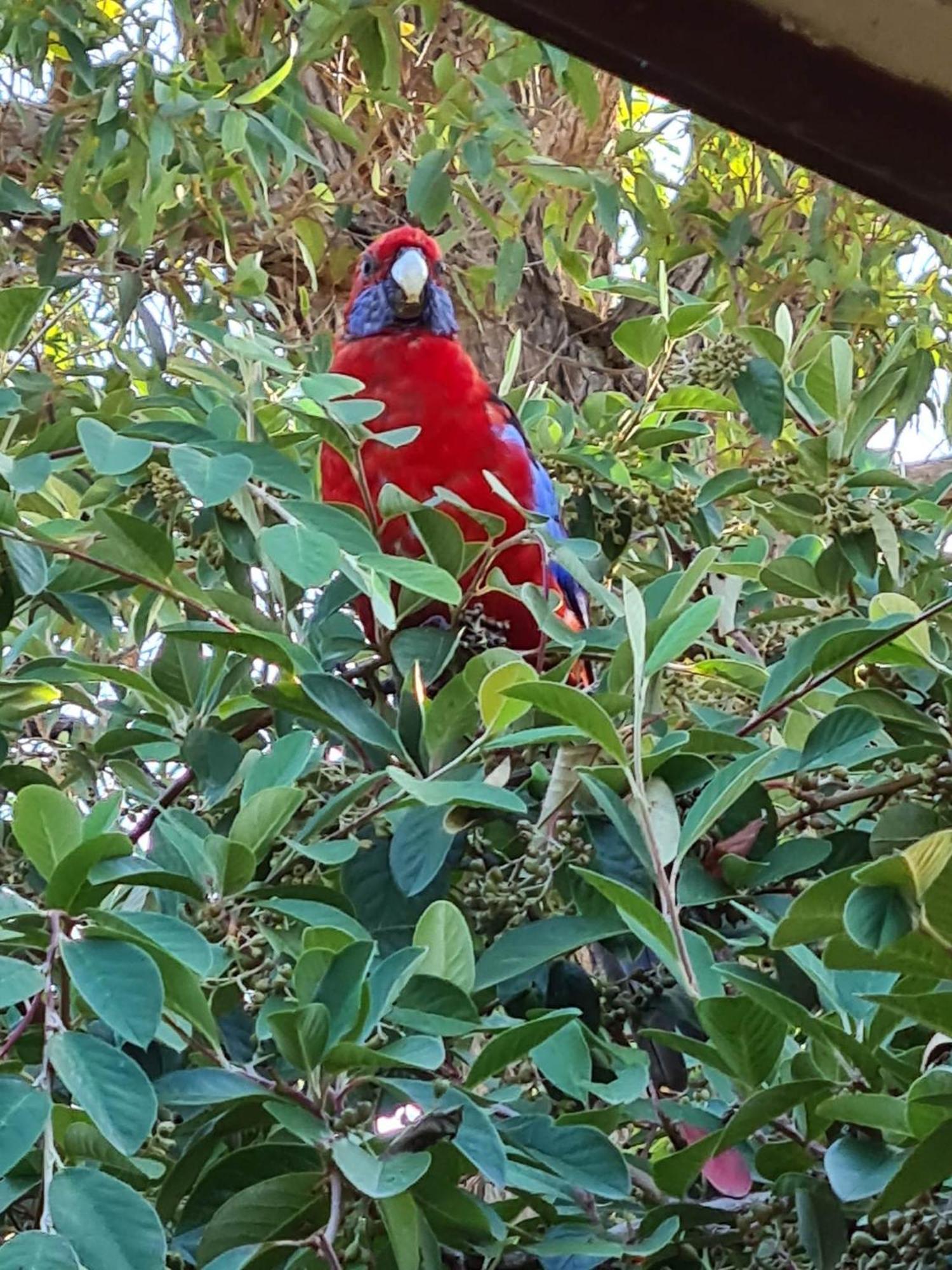 Mallacoota'S Shady Gully Caravan Park ภายนอก รูปภาพ