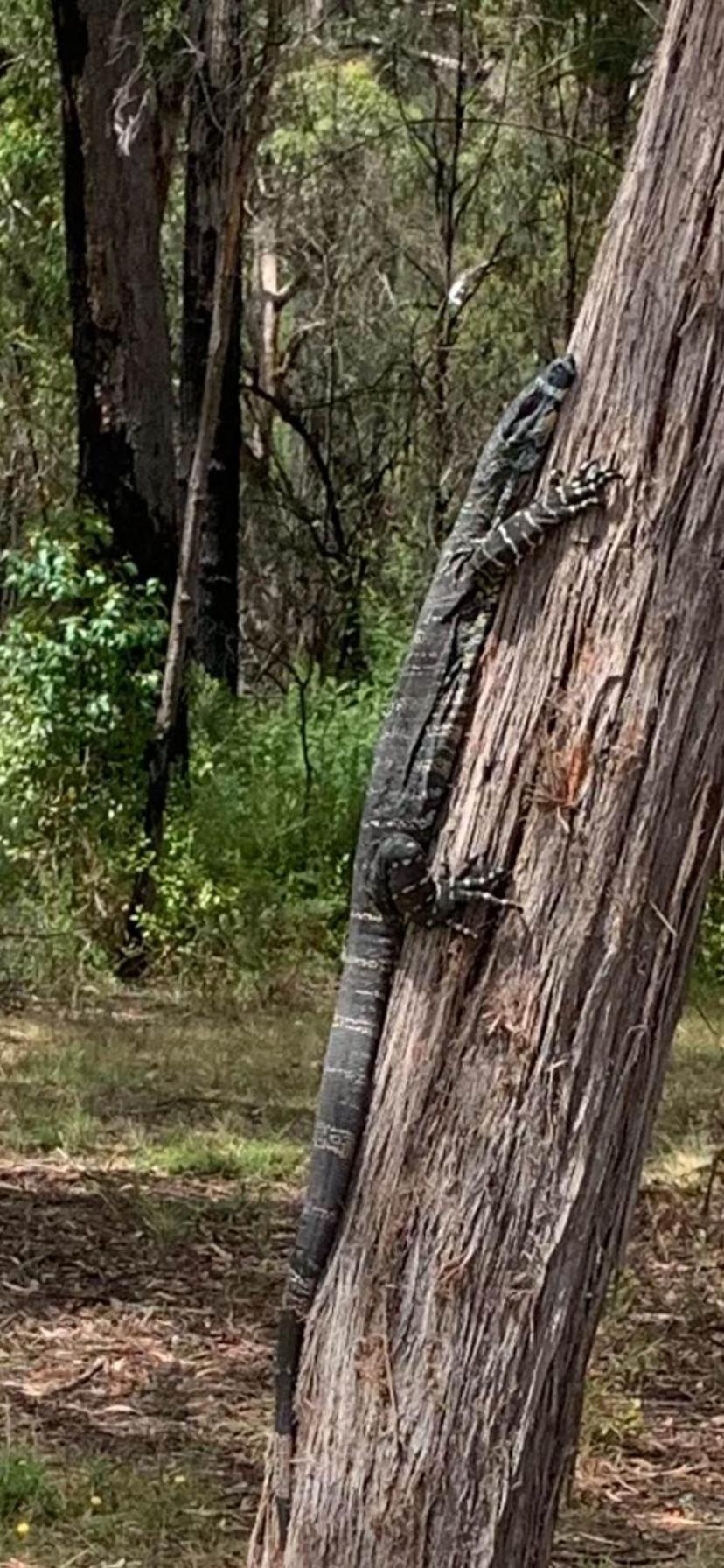 Mallacoota'S Shady Gully Caravan Park ภายนอก รูปภาพ