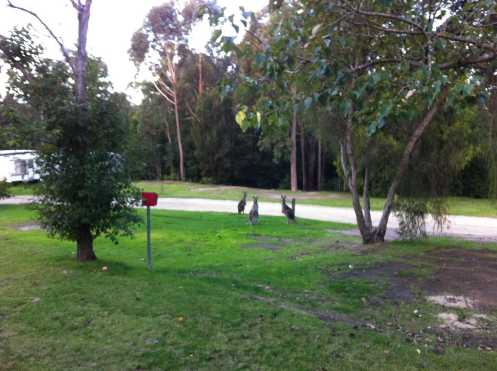 Mallacoota'S Shady Gully Caravan Park ภายนอก รูปภาพ