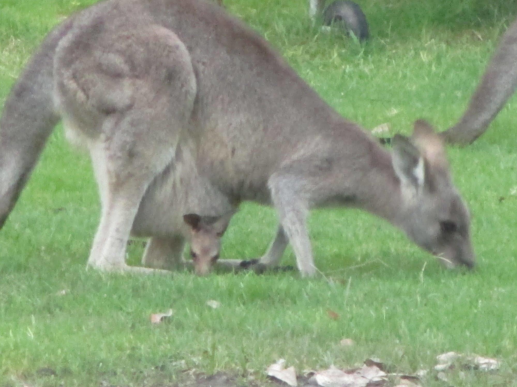 Mallacoota'S Shady Gully Caravan Park ภายนอก รูปภาพ