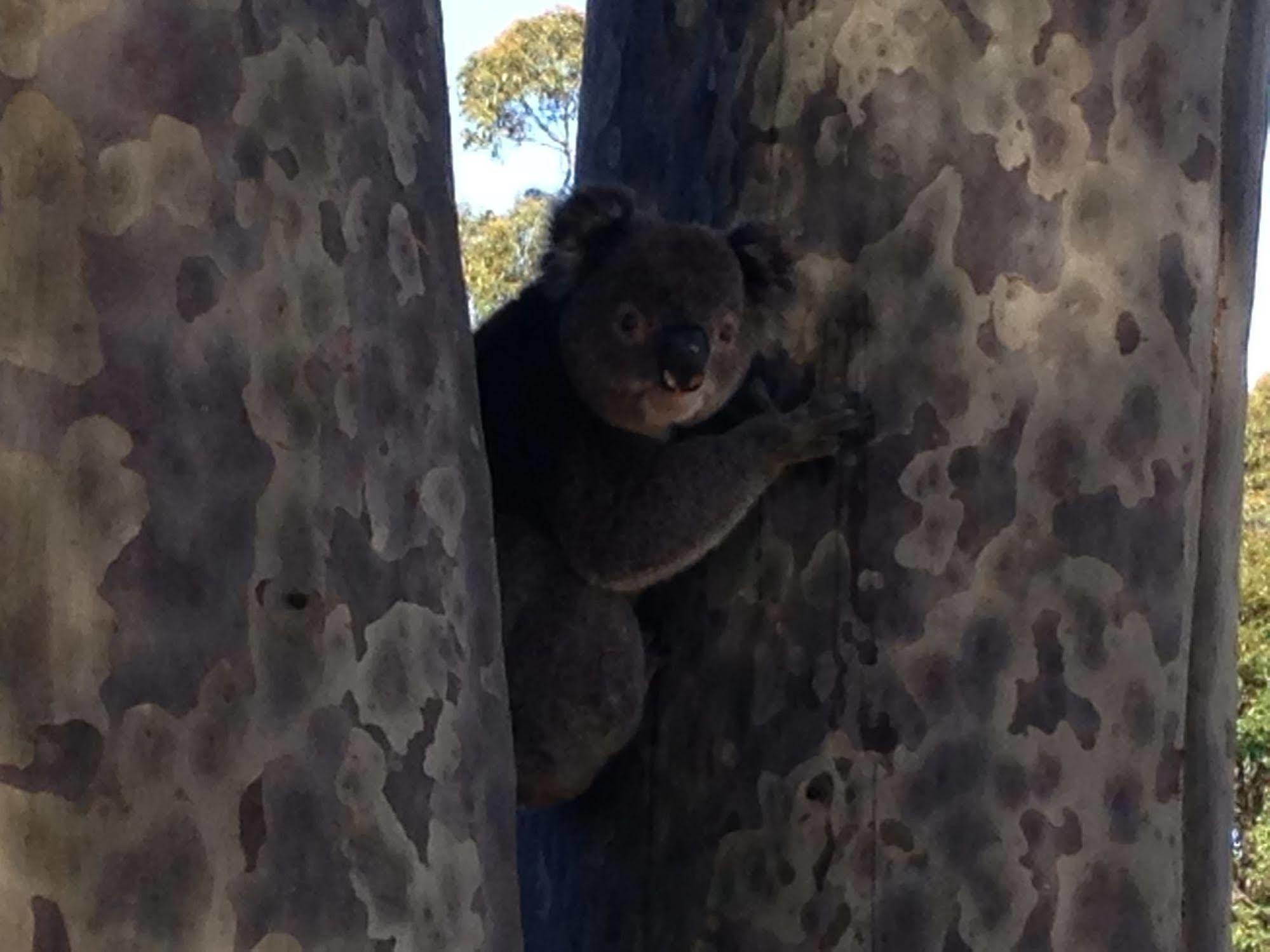 Mallacoota'S Shady Gully Caravan Park ภายนอก รูปภาพ